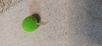A bright green felt pom-pom decorative paper fasteners , resting on a textured beige linen fabric background.