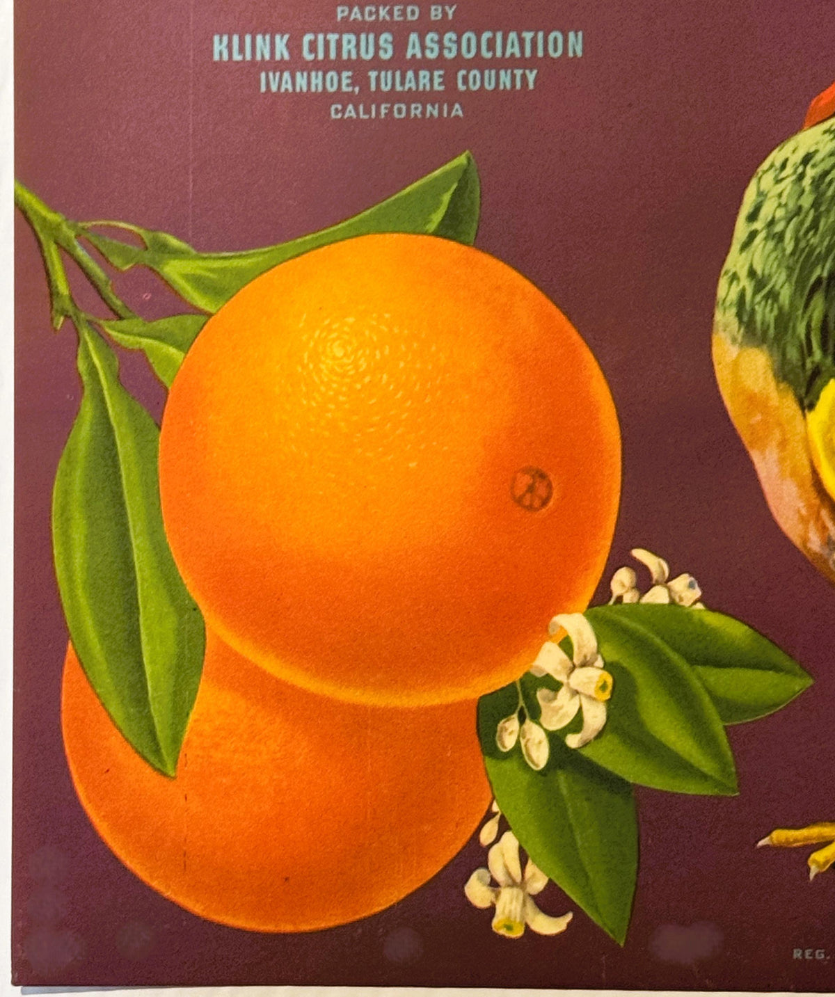 Orange and blossom detail on antique California citrus crate label